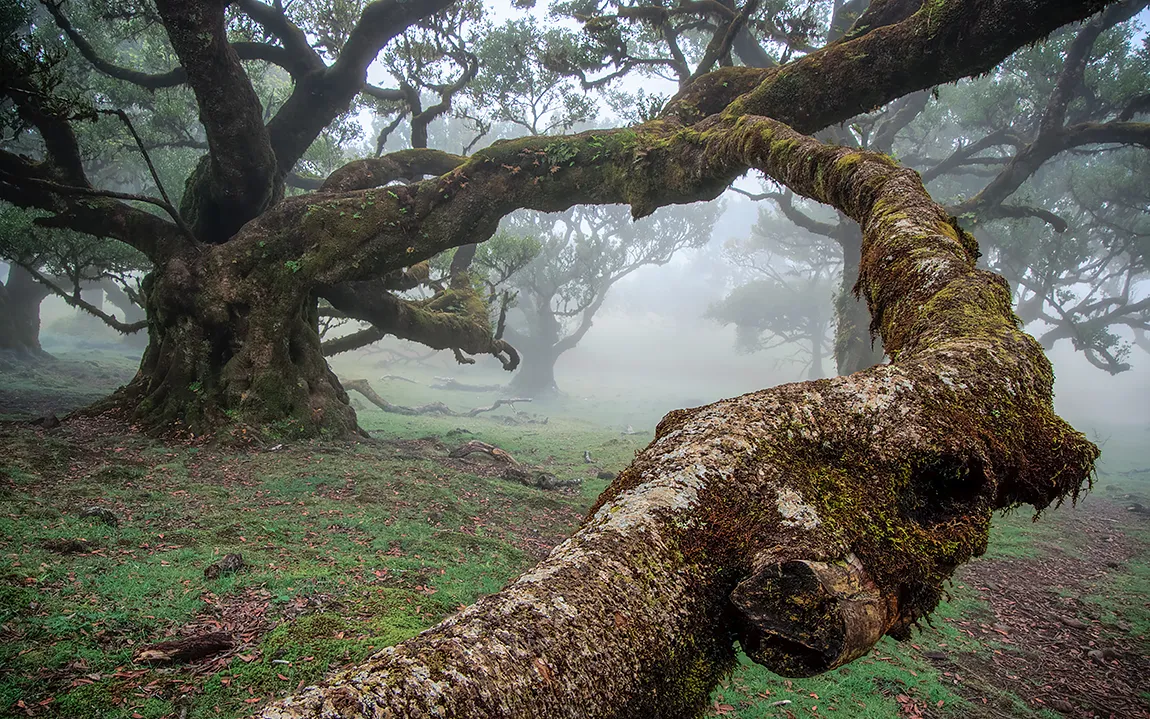 Fanal Forest, Madeira, Portugal copy