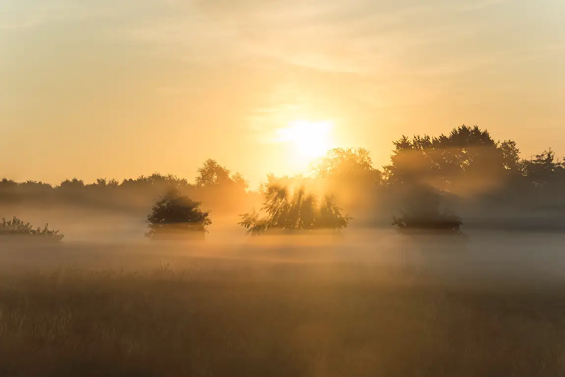 Golden Blanket, Bargerveen, Drenthe, The Netherlands