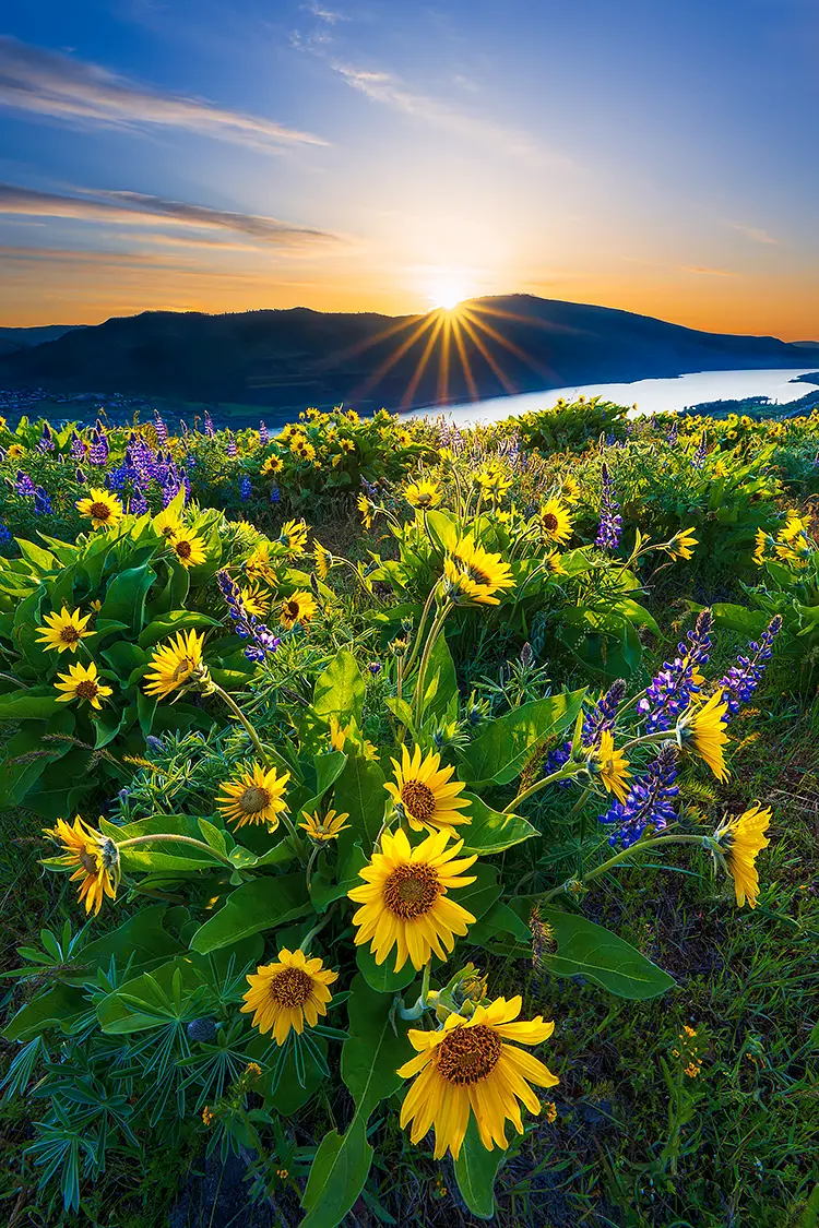 Here Comes The Sun, Tom McCall Preserve, Wasco County, Oregon, USA