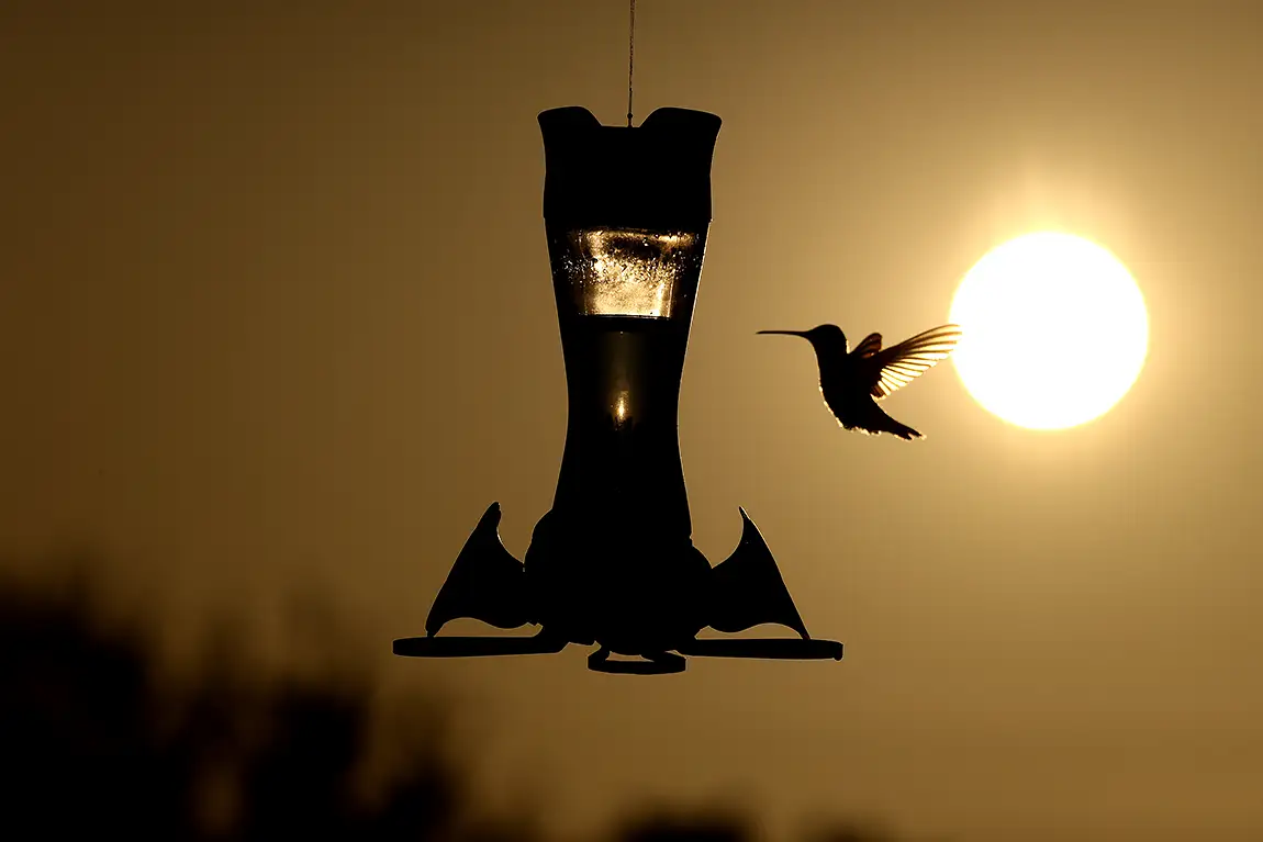 Hummingbird At Dawn, Waxahachie, Texas, USA