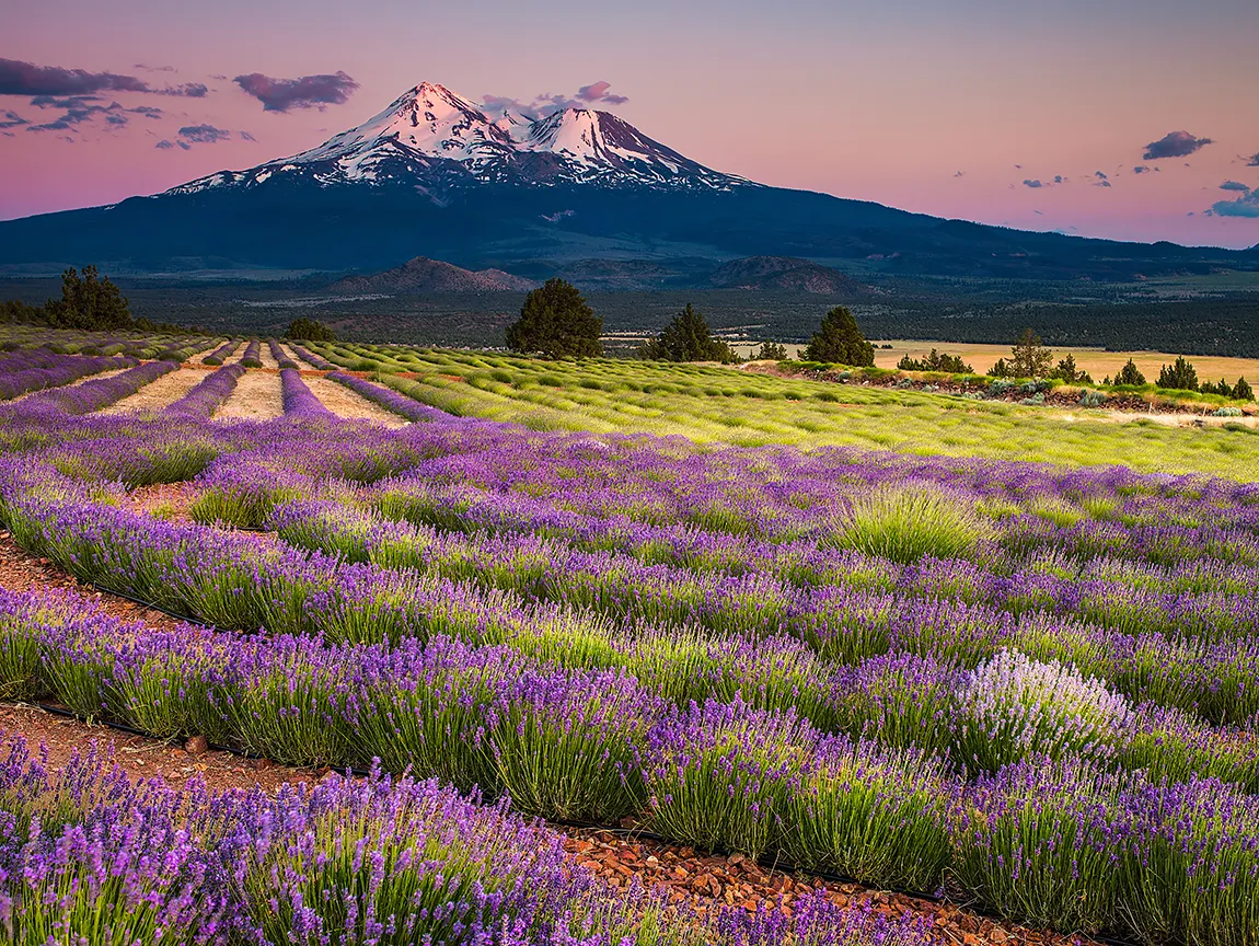 Mt Shasta From Mt Shasta Lavender Farms, Montague, CA, USA copy