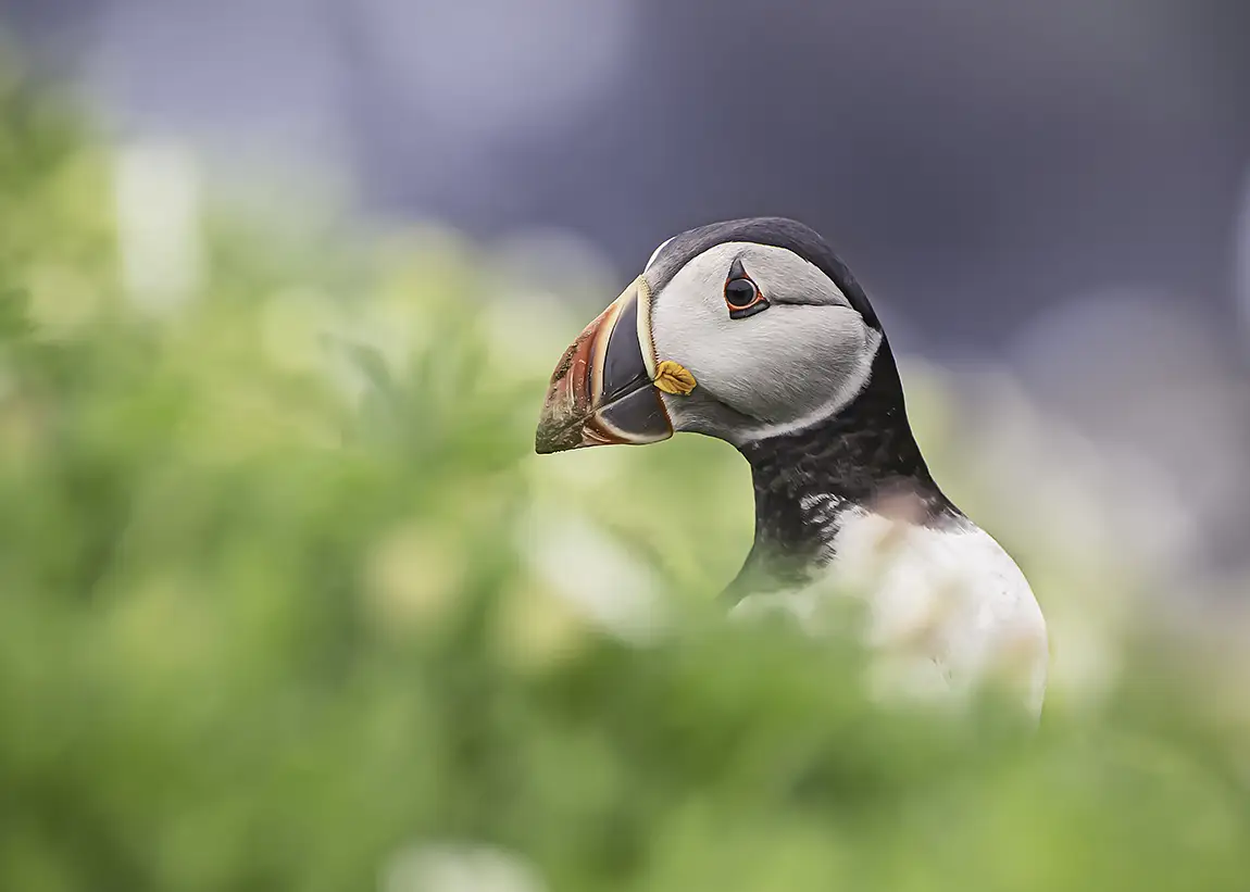 Puffin, Ireland