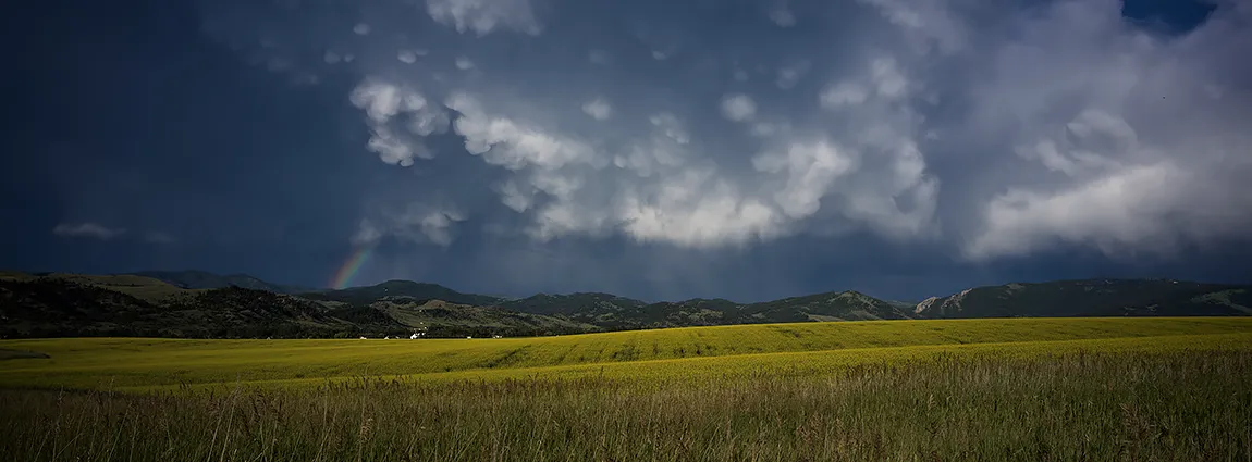 Rainbow Over Safflowers, Bozeman, Gallatin, MT, USA copy