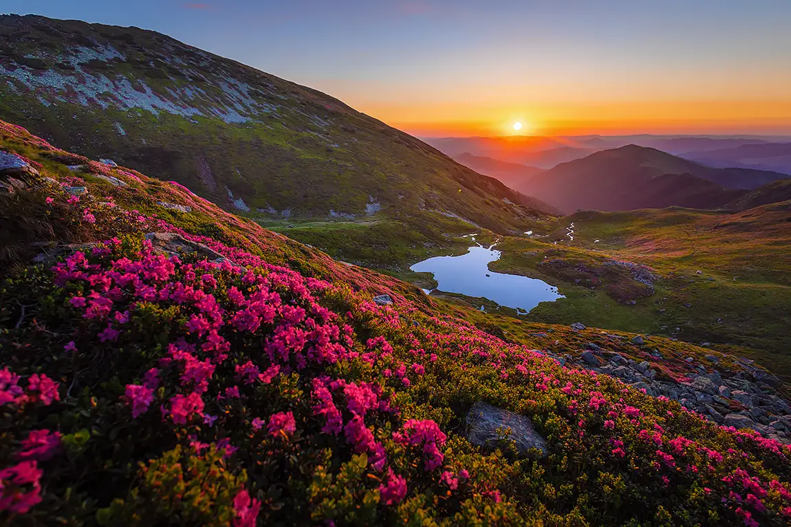 Rhododendron And Sunrise At Lala Lake, Rodna, Bistrita Nasaud, Romania