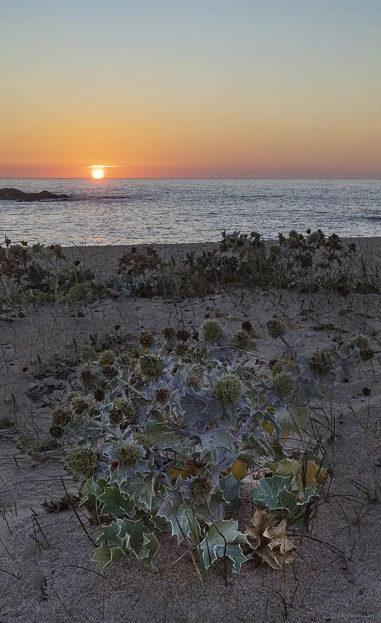 Sea Thistle At Sunset, Lavra, Matosinhos, Porto, Portugal