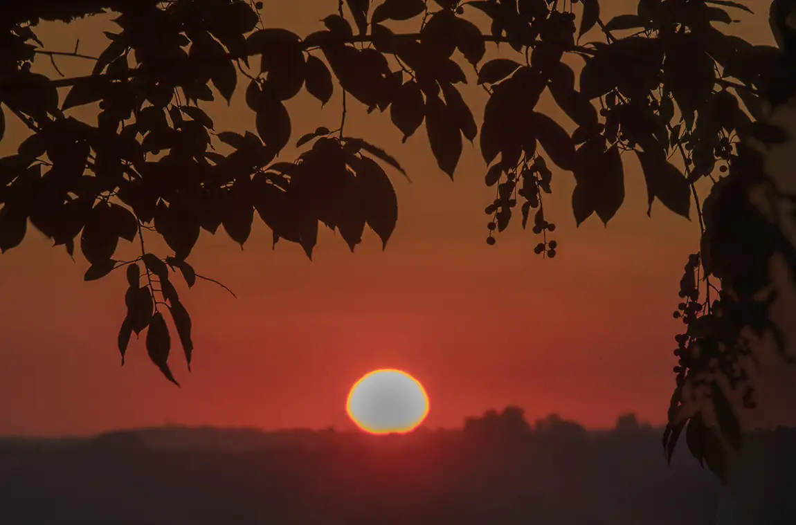 Sunset Behind European Hackberry, Penafiel, Porto, Portugal