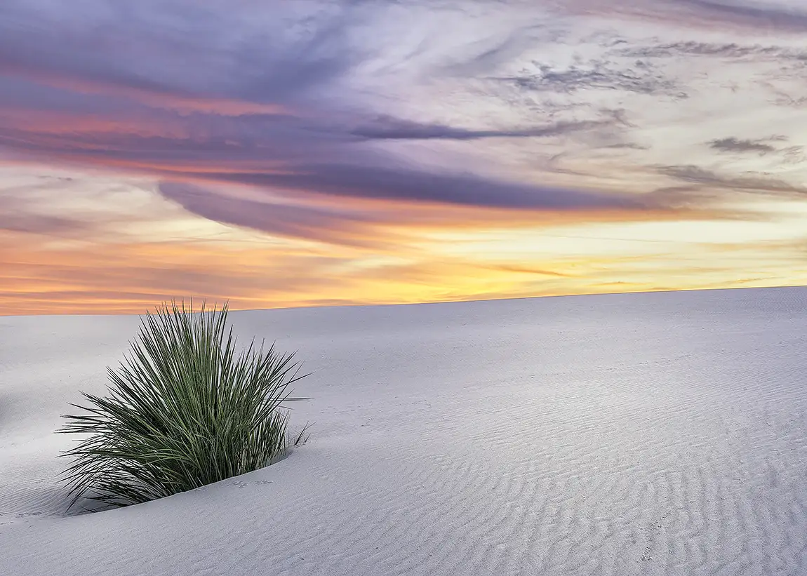 Sunset Yucca, White Sands National Park, New Mexico, USA