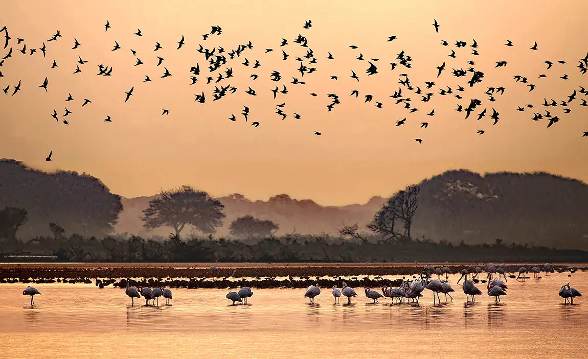 Thol Lake Bird Sanctuary, Ahmedabad, Gujarat, India