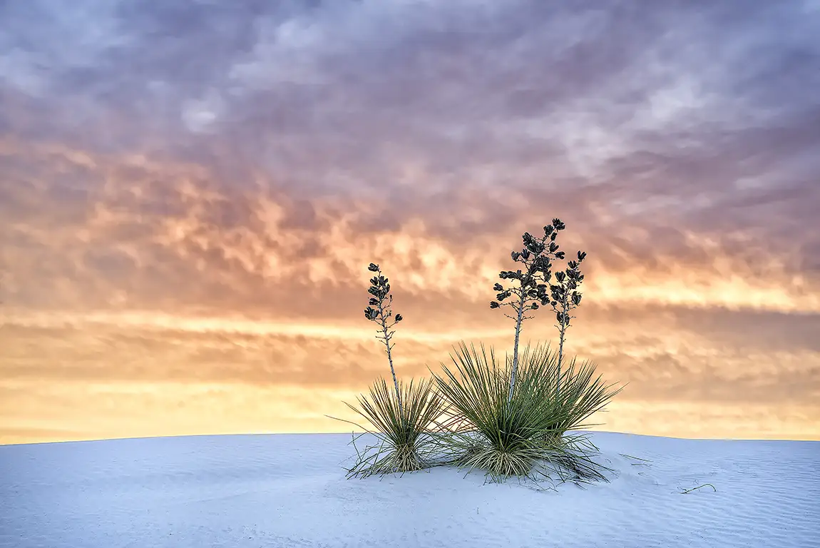 Yucca at Sunset, White Sands National Park, New Mexico, USA