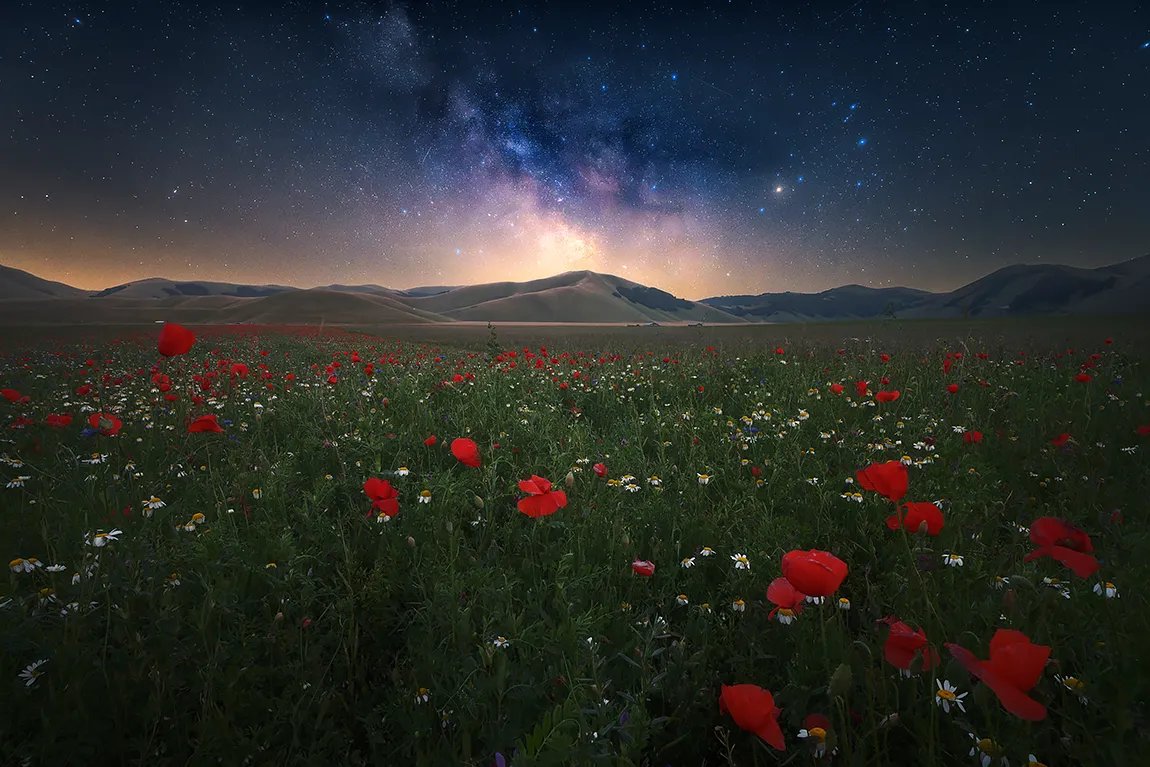 Ephemeral Poppies, Castelluccio di Norcia, Marche, Italy
