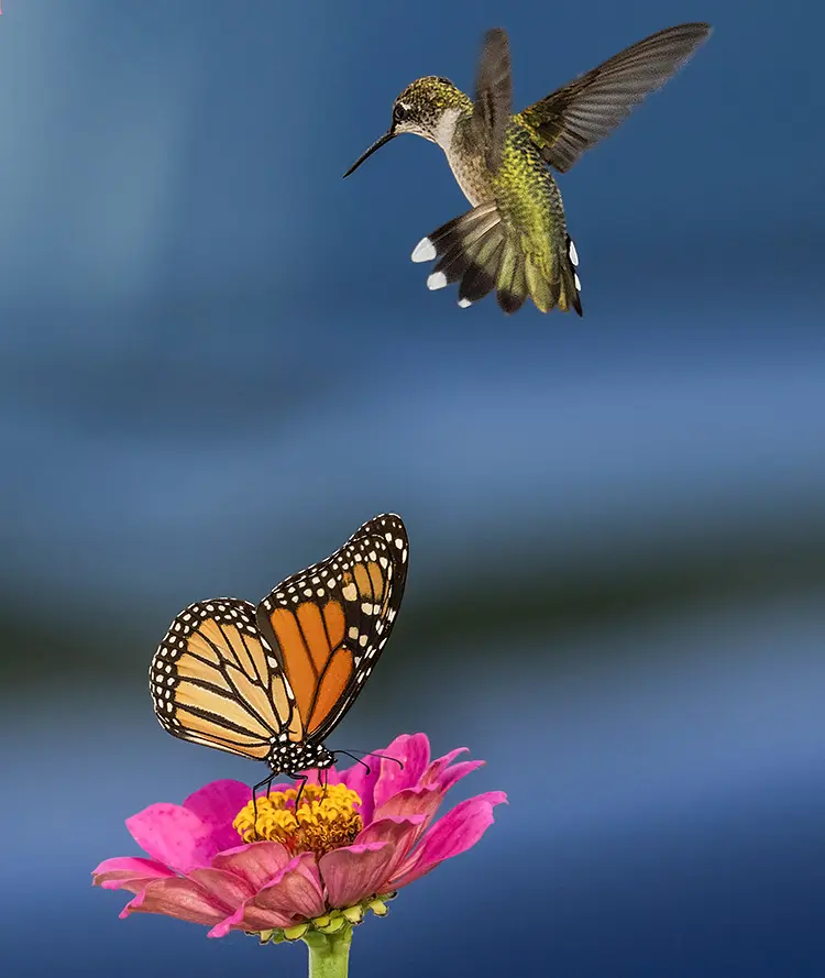 Intruder In Juvies Flowers, Minooka, Illinois, USA