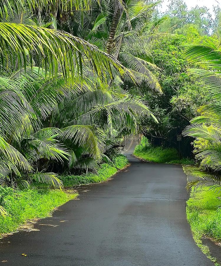Jungle Walk, Pahoa, Hawaii, USA