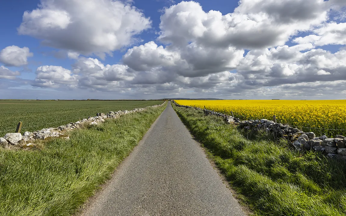 Rapeseed Fields Near Pittulie Castle, Scotland copy