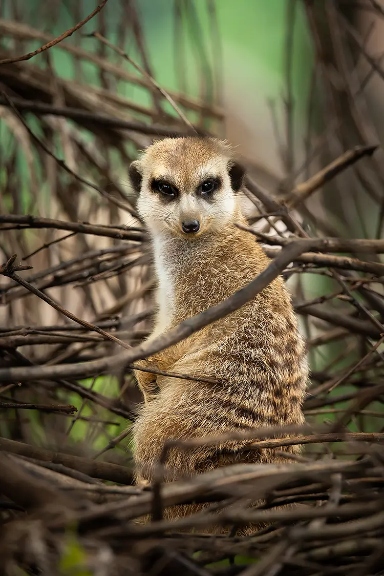 Sentineling Meerkat, Hefei, Anhui, China