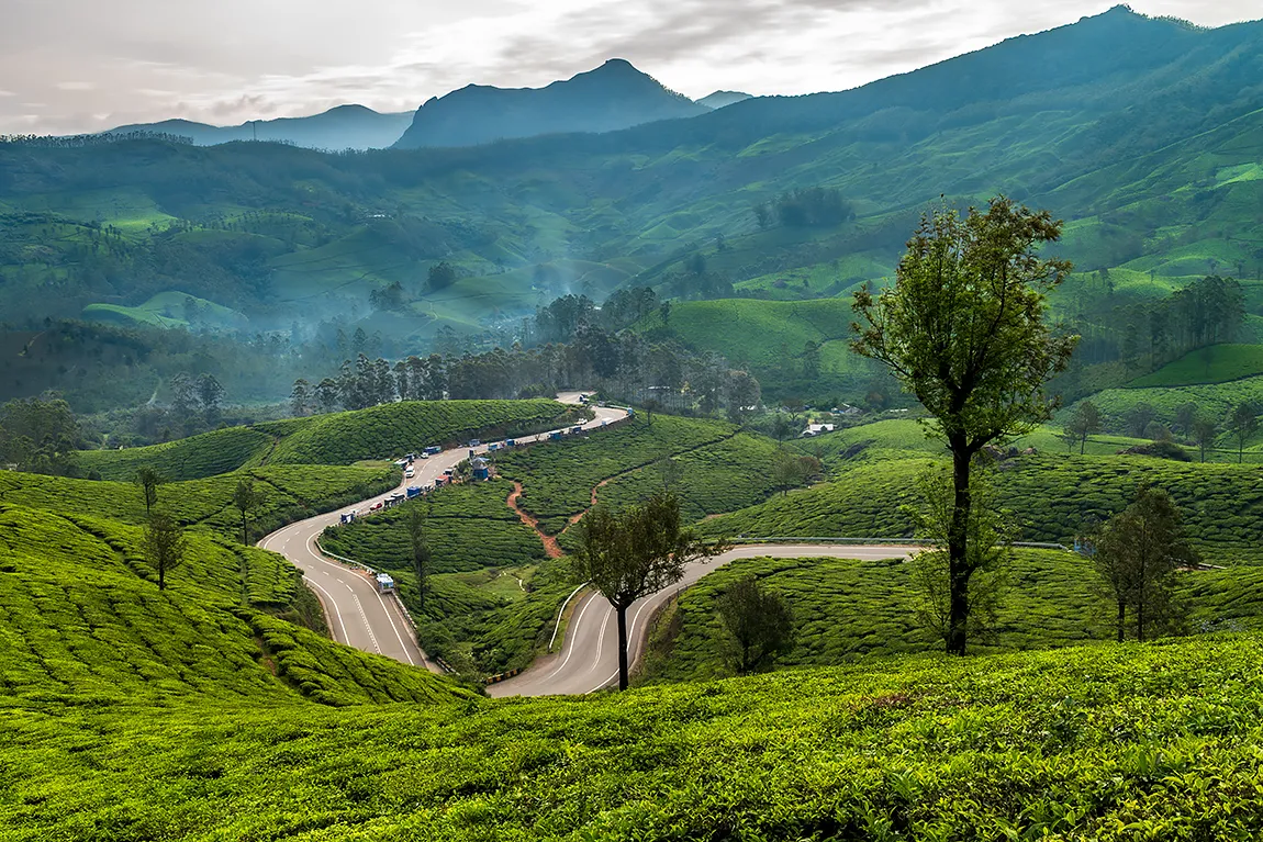 Through the Tea Covered Hills, Munnar Tea Garden, India