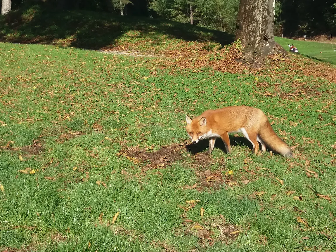 A Magical Fox Encounter, La Pinetina, Como, Italy