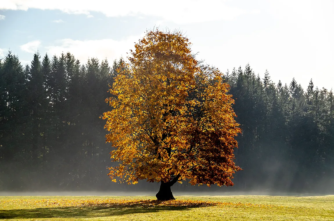 Amber Glow, Cassidy, Vancouver Island, British Columbia, Canada