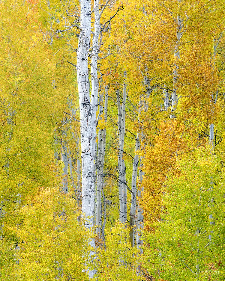 Among The Aspens, Silverton, Colorado, USA