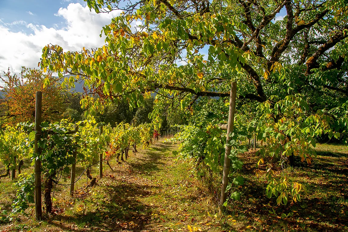 Autumn At Zanatta Winery, Vancouver Island, British Columbia, Canada