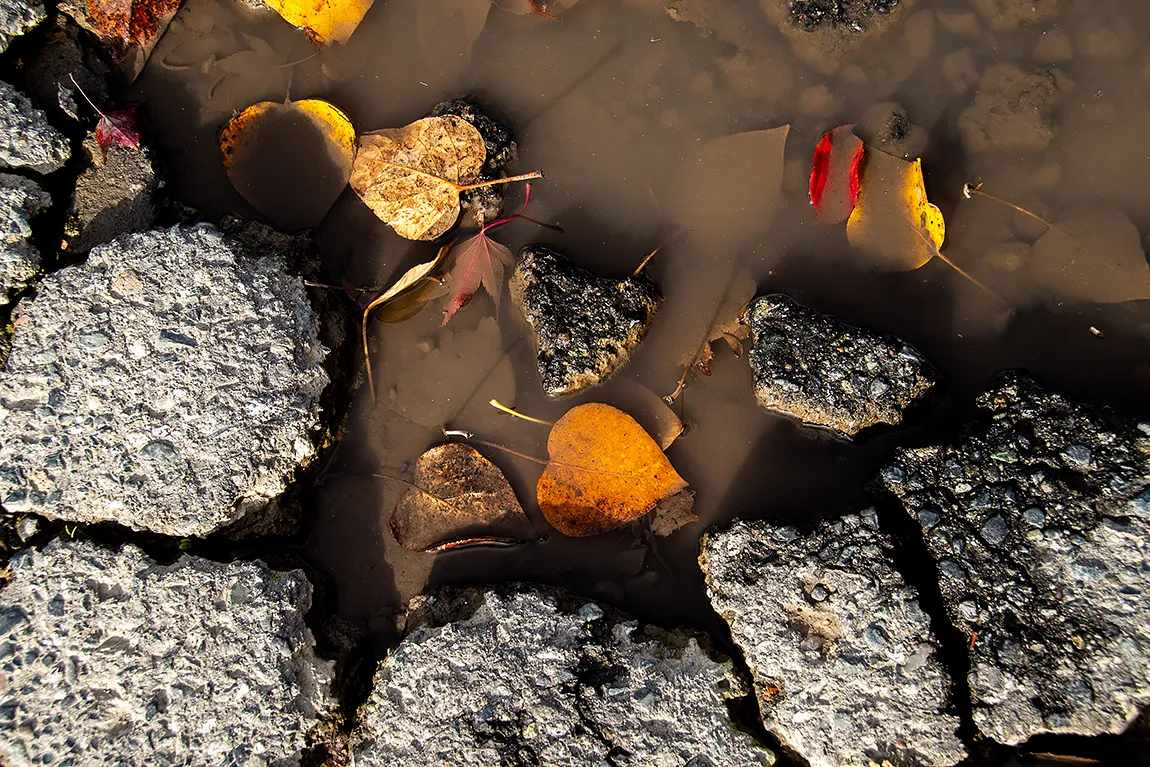 Autumnal Hearts, Ladysmith, British Columbia, Canada