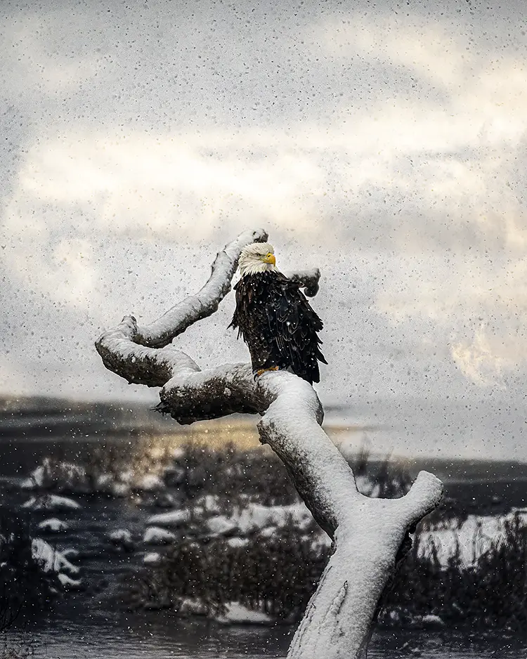Bald Eagle In A Snowstorm, Minooka, Illinois, USA