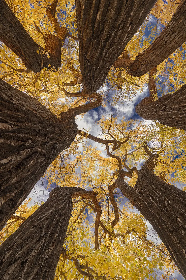 Bough Theory, Moonflower Canyon, Moab, Utah, USA