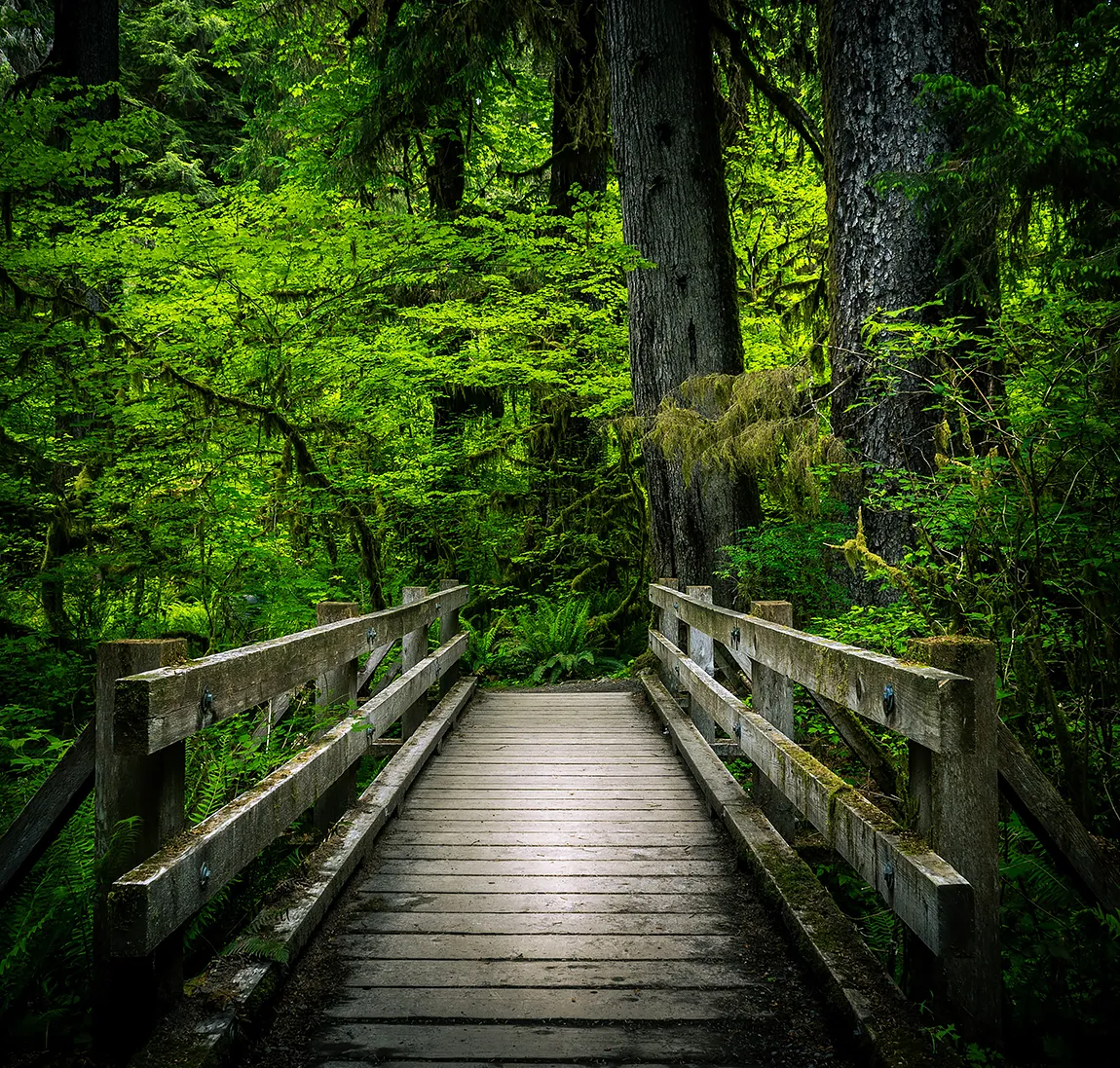 Emerald Silence, Hoh Rainforest, Washington, USA copy