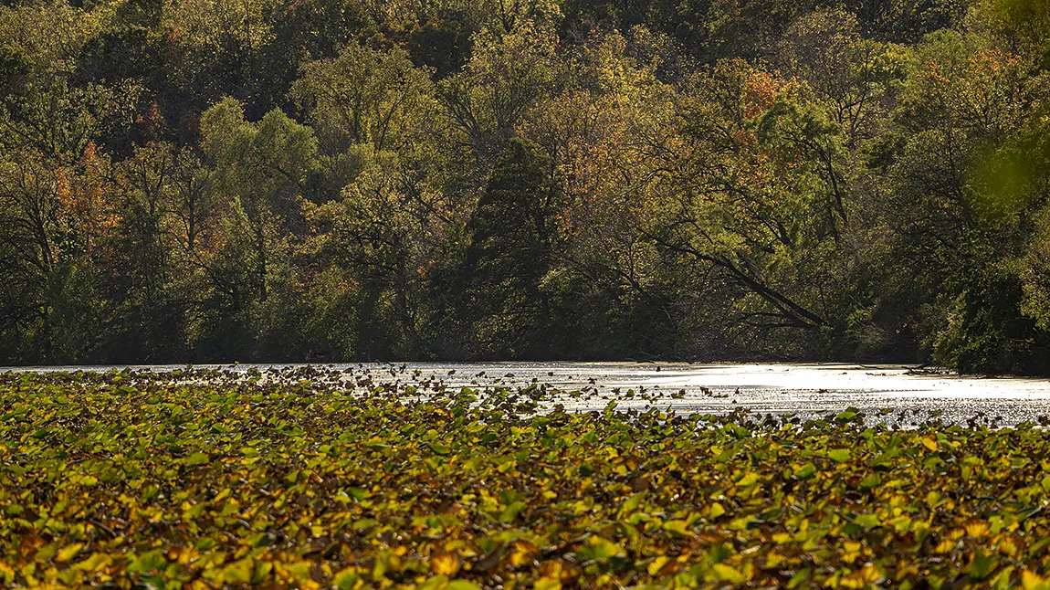 Fall Scene, Channahon, Illinois, USA