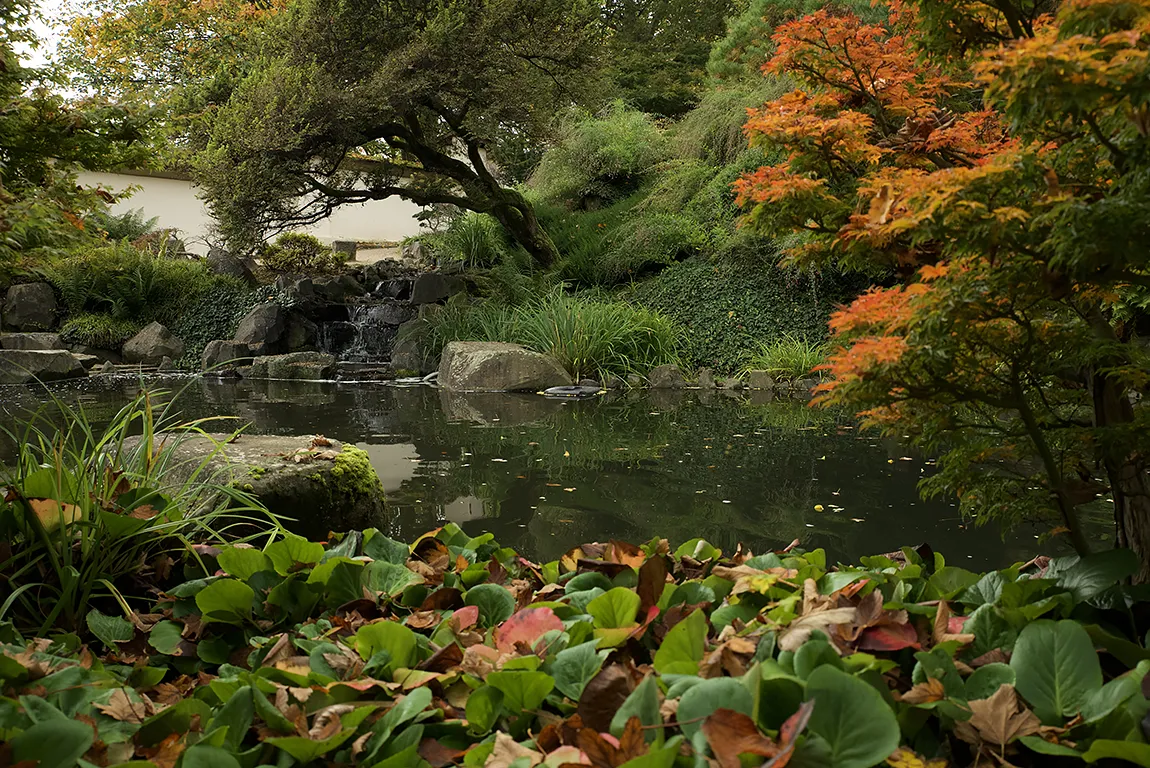Japanese Garden Autumn, Kaiserslautern, Germany