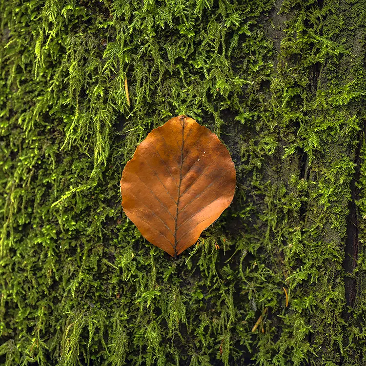 Leaf And Moss, Portland Japanese Garden, Oregon, USA