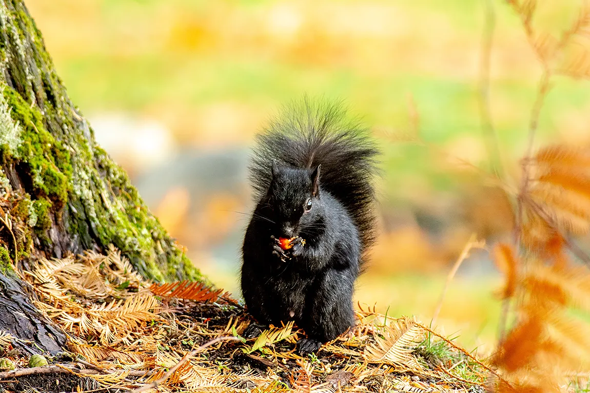 Little Squirrels Snack, Transfer Beach, Ladysmith, British Columbia, Canada