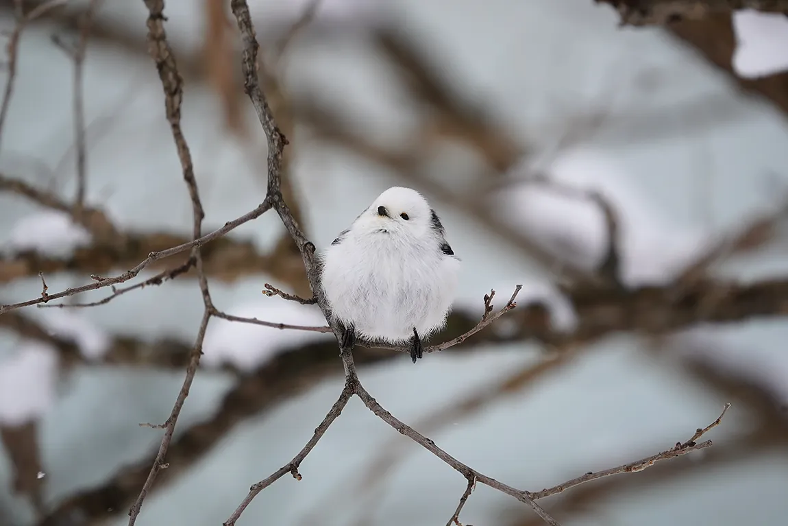 On A Slender Thread, Hokkaido, Japan