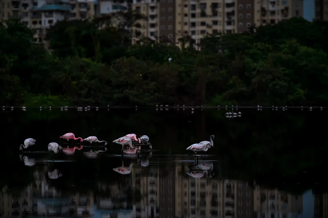 Pink In The Concrete Jungle, Navi Mumbai, Maharashtra, India