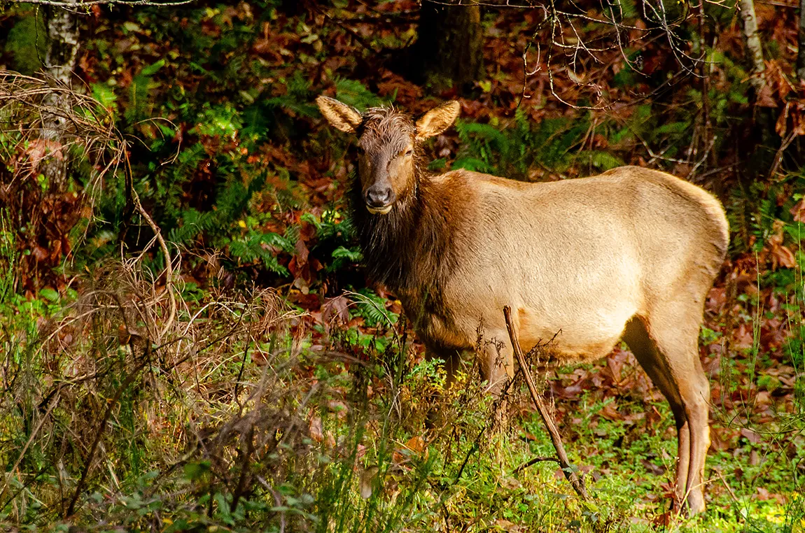 Roosevelt Elk In Autumn Light, Youbou, Vancouver Island, British Columbia, Canada