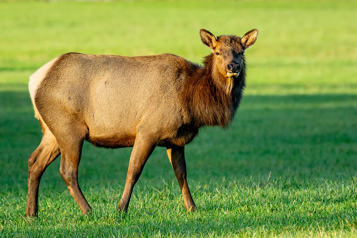 Roosevelt Elk Sweet Smile, Vancouver Island, British Columbia, Canada