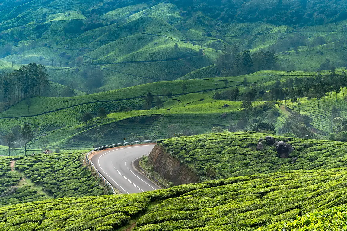 Tea Covered Hills, Munnar, Kerala, India