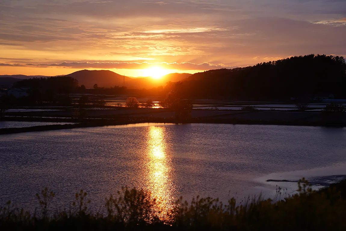 The Golden Thread, Toma, Hokkaido, Japan
