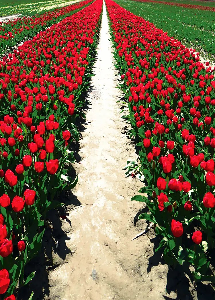 Tiptoeing Through The Tulips, Fraser Valley, Chilliwack, BC, Canada