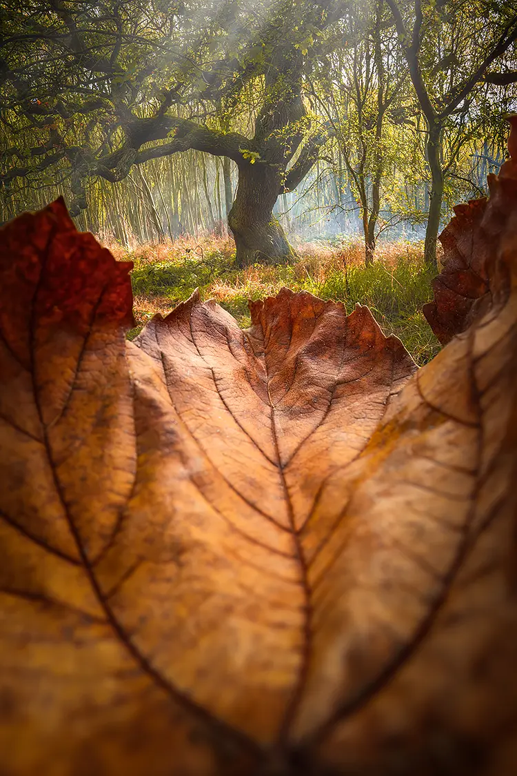 Whispers Of Autumn, Wynyard Woodland Walk, County Durham, England