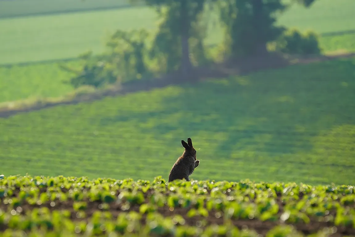 Wild Mountain Hare, Hokkaido, Japan