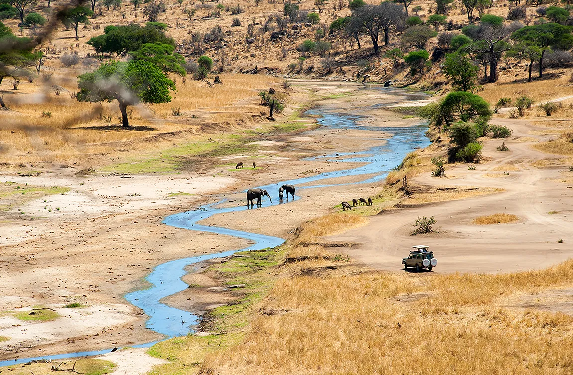 Wildlife Watching, Tarangire, Tanzania copy