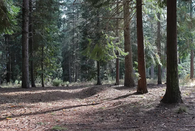 A Douglas Fir Forest, Vila Pouca de Aguiar, Vila Real, Portugal