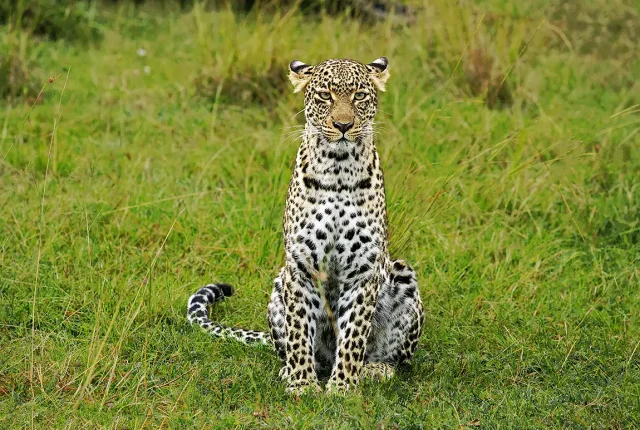 A Leopard's Stare, Maasai Mara, Kenya