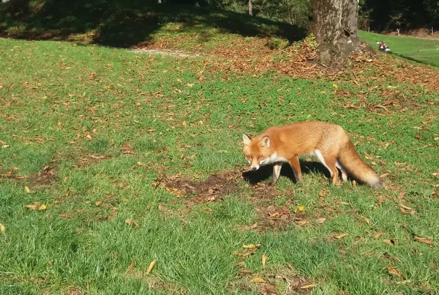 A Magical Fox Encounter, La Pinetina, Como, Italy