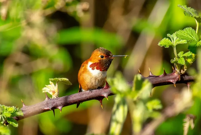 A Rufous Between Thorns, Holland Creek Trail, Ladysmith, Vancouver Island, BC, Canada