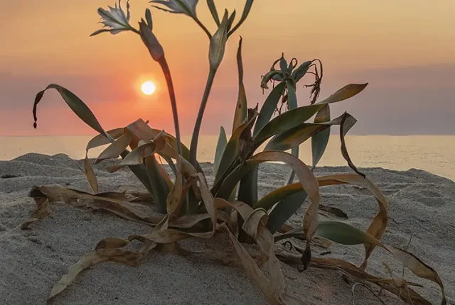 A Sea Daffodil Admiring The Sunset, Lavra, Matosinhos, Porto, Portugal