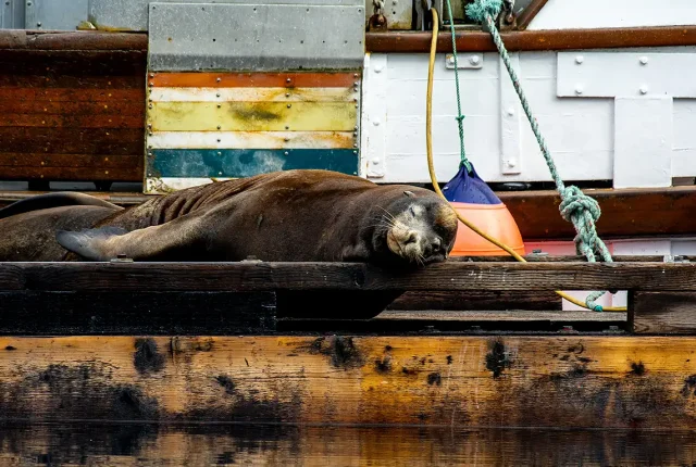 A Sleeping Beauty Sea Lion, Cowichan Bay, Vancouver Island, British Columbia, Canada