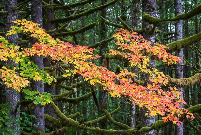A Splash Of Color, Silver Falls State Park, Marion County, Oregon, USA