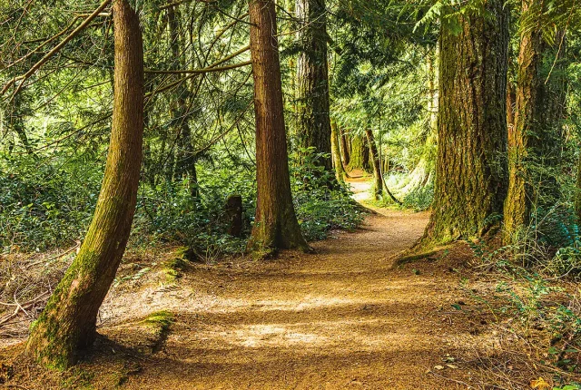 A Walk In The Woods, Courtenay, Vancouver Island, Canada