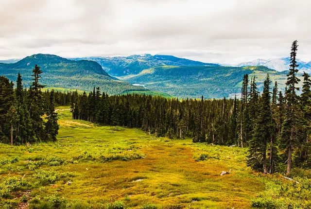 A Way Down, Mt Washington, Courtenay, Vancouver Island, Canada